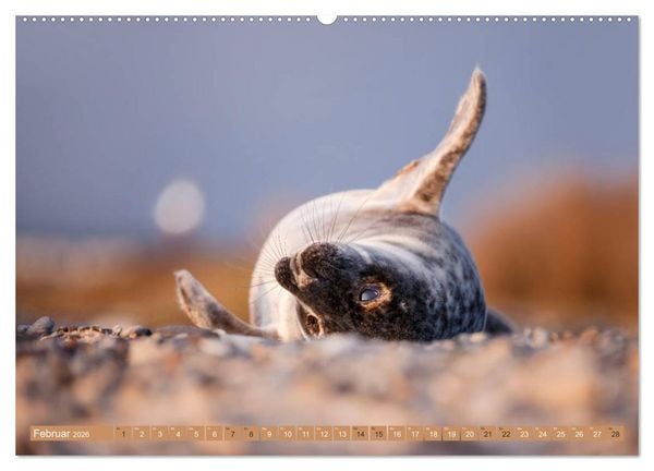 Produktbild: Helgoland - Das Leben auf der D&uuml;ne Helgolands (hochwertiger Premium Wandkalender 2026 DIN A2 quer), Kunstdruck in Hochglanz