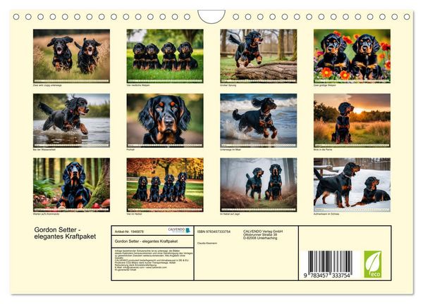 Produktbild: Gordon Setter - elegantes Kraftpaket (Wandkalender 2026 DIN A4 quer), CALVENDO Monatskalender