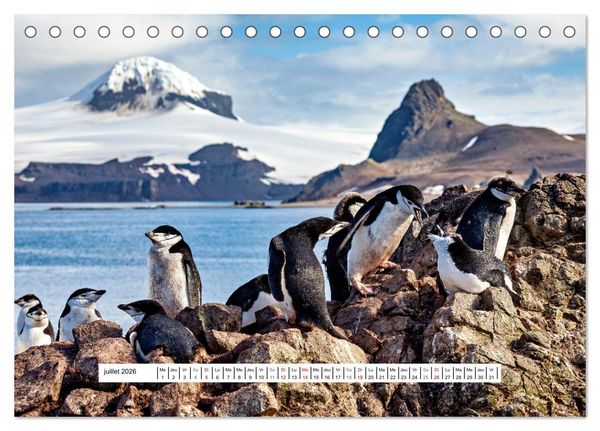 Produktbild: L'Antarctique magique (Calendrier de bureau 2026 DIN A5 vertical), CALVENDO calendrier mensuel
