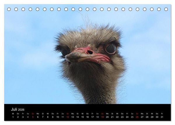 Produktbild: Strau&szlig;en-Kalender 2026 (Tischkalender 2026 DIN A5 quer), CALVENDO Monatskalender