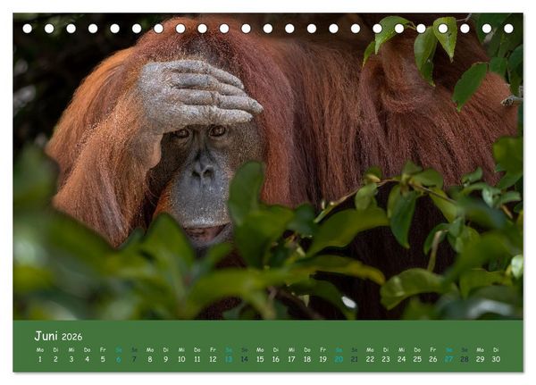 Produktbild: Orang Utans - Indonesien (Tischkalender 2026 DIN A5 quer), CALVENDO Monatskalender
