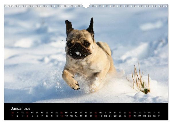 Produktbild: Mops 2026 (Wandkalender 2026 DIN A3 quer), CALVENDO Monatskalender