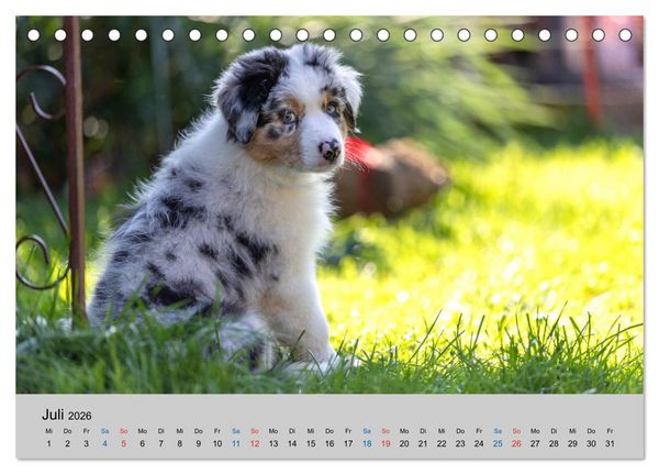 Produktbild: Australian Shepherd Welpen 2026 (Tischkalender 2026 DIN A5 quer), CALVENDO Monatskalender