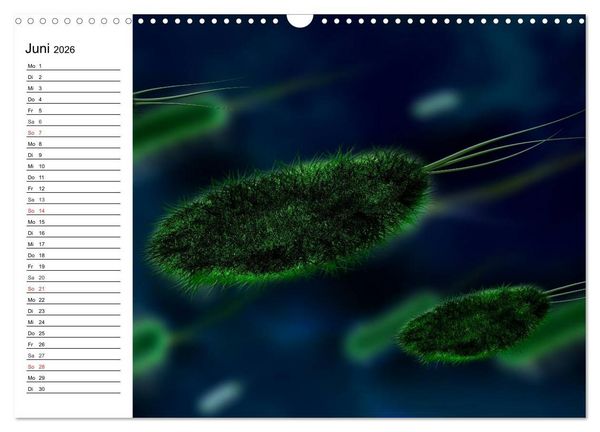 Produktbild: Mikrobiologie. Mikroorganismen, Genetik und Zellen (Wandkalender 2026 DIN A3 quer), CALVENDO Monatskalender