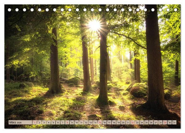 Produktbild: Leise durch den Wald. Sich Zeit nehmen und der Stille lauschen (Tischkalender 2026 DIN A5 quer), CALVENDO Monatskalender