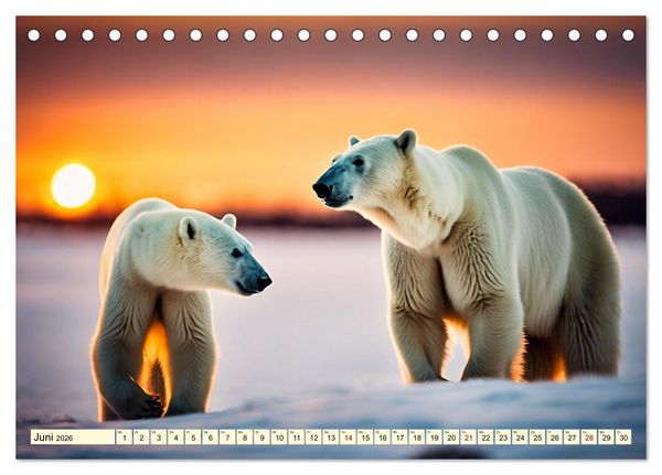 Produktbild: Eisb&auml;ren im Fokus (Tischkalender 2026 DIN A5 quer), CALVENDO Monatskalender