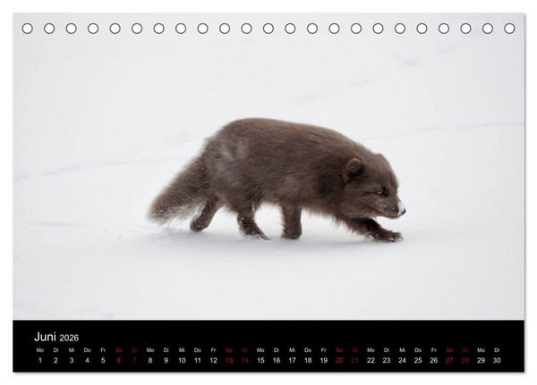 Produktbild: Polarfuchsstudien Wildlife (Tischkalender 2026 DIN A5 quer), CALVENDO Monatskalender