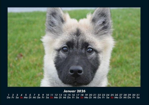 Produktbild: Welpen 2026 Fotokalender DIN A4