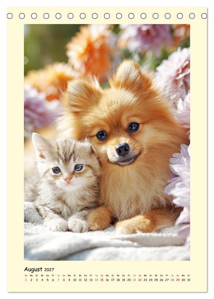 Produktbild: Der Pomeranian. Putziger Zwergspitz zum Verlieben (Tischkalender 2027 DIN A5 hoch), CALVENDO Monatskalender