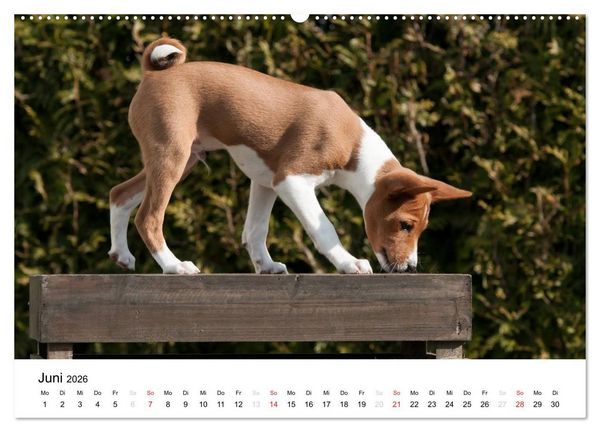 Produktbild: Allerliebste Basenji Welpen 2026 (Wandkalender 2026 DIN A2 quer), CALVENDO Monatskalender