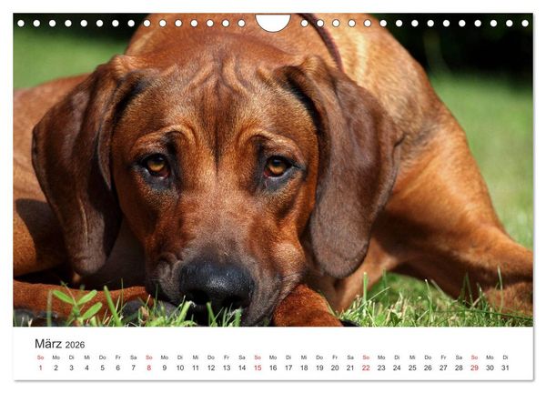 Produktbild: Ridgebacks - Hunde aus Afrika (Wandkalender 2026 DIN A4 quer), CALVENDO Monatskalender