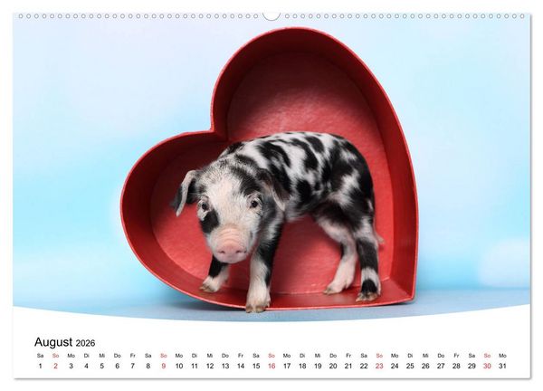 Produktbild: Niedliche Ferkel lovely piglets 2026 (hochwertiger Premium Wandkalender 2026 DIN A2 quer), Kunstdruck in Hochglanz