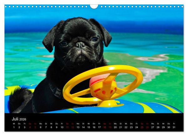 Produktbild: Alles Mops-Kalender 2026 (Wandkalender 2026 DIN A3 quer), CALVENDO Monatskalender
