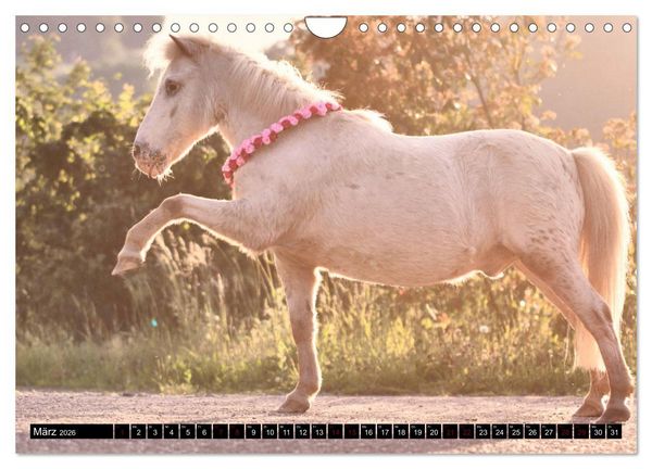 Produktbild: Shetlandpony Kalender (Wandkalender 2026 DIN A4 quer), CALVENDO Monatskalender
