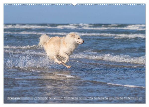Produktbild: Mit Hunden an den Str&auml;nden von Nord- und Ostsee (hochwertiger Premium Wandkalender 2027 DIN A2 quer), Kunstdruck in Hochglanz