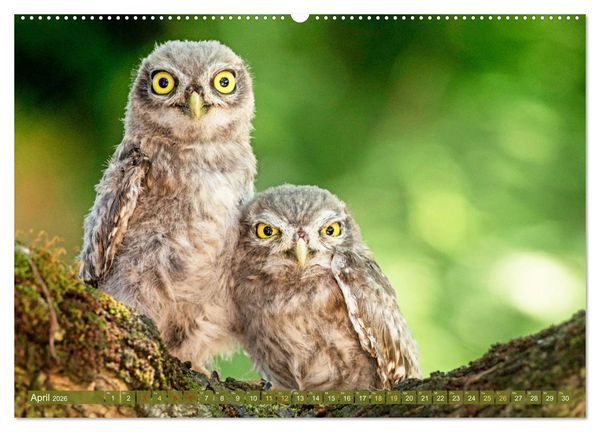 Produktbild: Wildtiere des Waldes: Hier wird der Mythos Wald lebendig (Wandkalender 2026 DIN A2 quer), CALVENDO Monatskalender