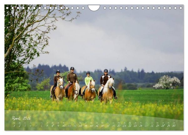 Produktbild: Haflinger-Pferde in Reinzucht (Wandkalender 2026 DIN A4 quer), CALVENDO Monatskalender