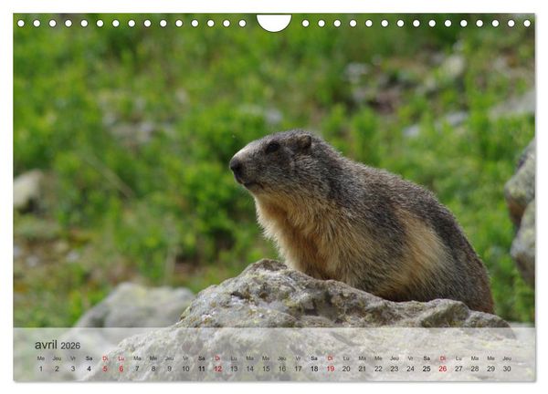 Produktbild: Echapp&eacute;e alpine (Calendrier mural 2026 DIN A4 vertical), CALVENDO calendrier mensuel