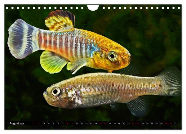 Produktbild: Outdoor-Aquaristik (Wandkalender 2026 DIN A4 quer), CALVENDO Monatskalender