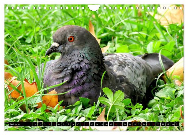 Produktbild: Haus- und Hoftiere (Wandkalender 2026 DIN A4 quer), CALVENDO Monatskalender