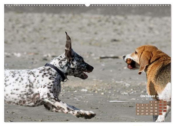 Produktbild: Ein Dalmatiner und ein Beagle - Auf der maritimen Jagd nach dem weltbesten Stock (Wandkalender 2026 DIN A2 quer), CALVENDO Monatskalender