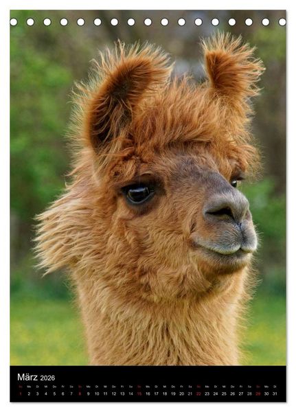 Produktbild: LAMAS (Tischkalender 2026 DIN A5 hoch), CALVENDO Monatskalender