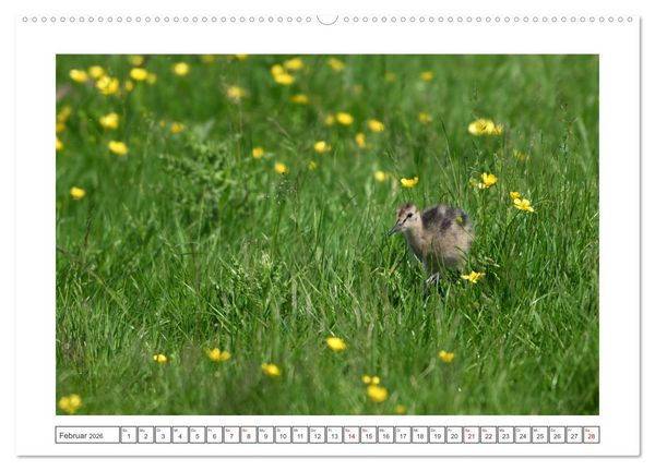 Produktbild: Die bedrohten Uferschnepfen (hochwertiger Premium Wandkalender 2026 DIN A2 quer), Kunstdruck in Hochglanz