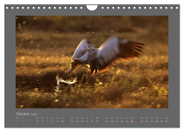 Produktbild: V&Ouml;GEL (Wandkalender 2026 DIN A4 quer), CALVENDO Monatskalender