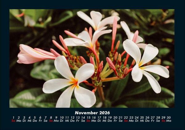 Produktbild: Blumentr&auml;ume 2026 Fotokalender DIN A4