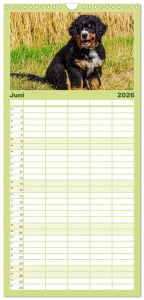 Produktbild: Familienplaner 2026 - Berner Sennenhund Welpen - Bezaubernde Pl&uuml;schb&auml;rchen mit 5 Spalten (Wandkalender, 21 x 45 cm) CALVENDO