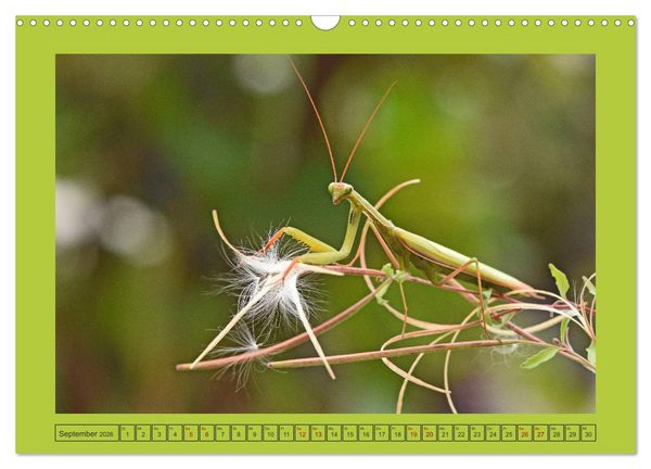 Produktbild: Die Gottesanbeterin Mantis Religiosa (Wandkalender 2026 DIN A3 quer), CALVENDO Monatskalender