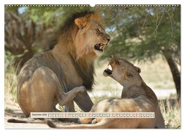 Produktbild: Kgalagadi-Durstland (hochwertiger Premium Wandkalender 2026 DIN A2 quer), Kunstdruck in Hochglanz