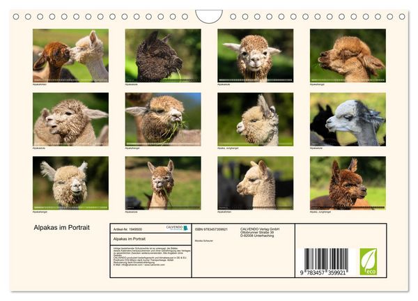 Produktbild: Alpakas im Portrait (Wandkalender 2026 DIN A4 quer), CALVENDO Monatskalender
