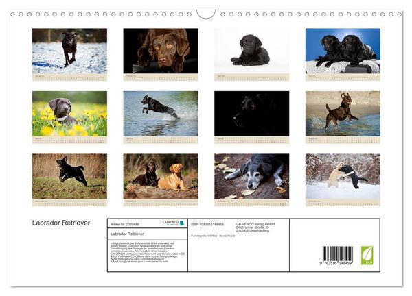 Produktbild: Labrador Retriever (Wandkalender 2026 DIN A3 quer), CALVENDO Monatskalender