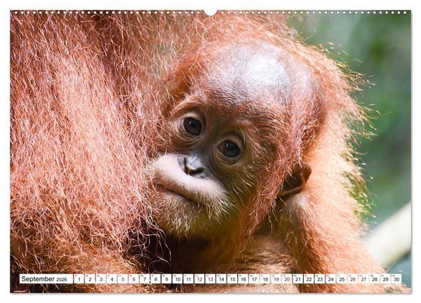 Produktbild: Die letzten freilebenden Orang Utans (Wandkalender 2026 DIN A2 quer), CALVENDO Monatskalender