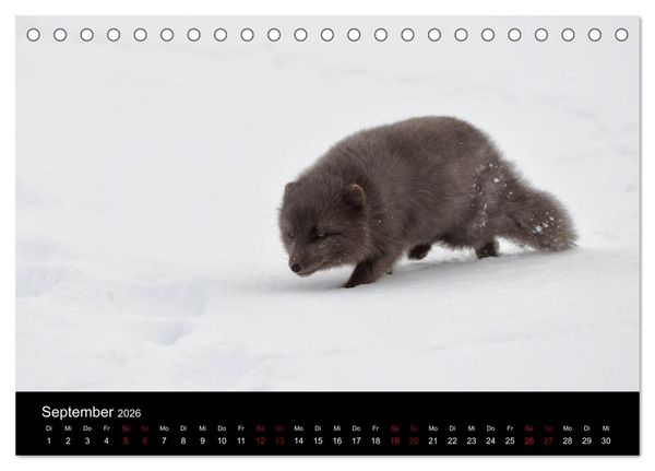 Produktbild: Polarfuchsstudien Wildlife (Tischkalender 2026 DIN A5 quer), CALVENDO Monatskalender