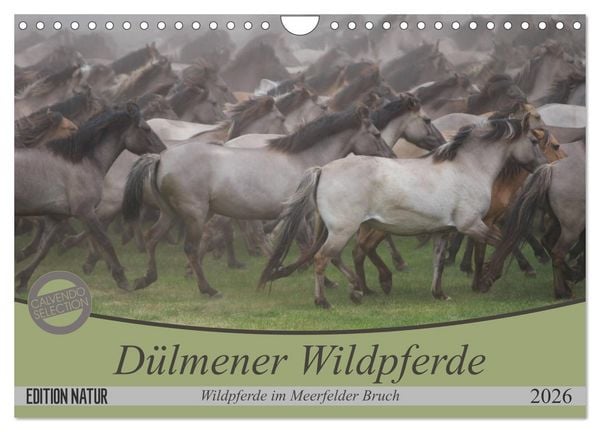 Produktbild: D&uuml;lmener Wildpferde - Wildpferde im Meerfelder Bruch (Wandkalender 2026 DIN A4 quer), CALVENDO Monatskalender