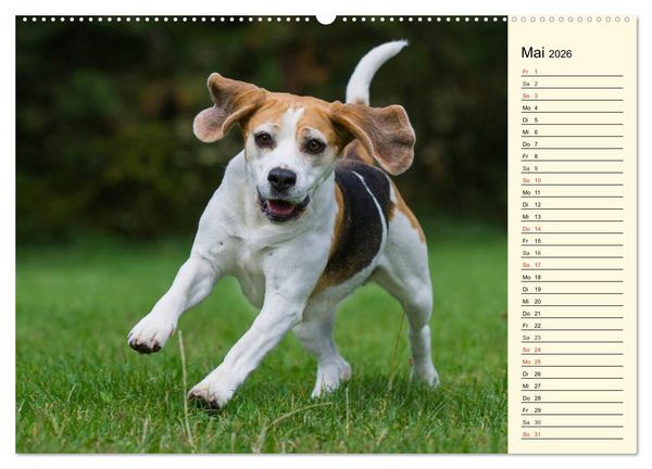 Produktbild: Beagle - Herz auf 4 Pfoten (hochwertiger Premium Wandkalender 2026 DIN A2 quer), Kunstdruck in Hochglanz