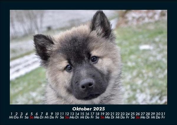 Produktbild: Hundezauber 2025 Fotokalender DIN A5