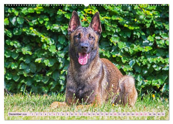 Produktbild: Freund und Besch&uuml;tzer - Der Malinois (Wandkalender 2026 DIN A2 quer), CALVENDO Monatskalender