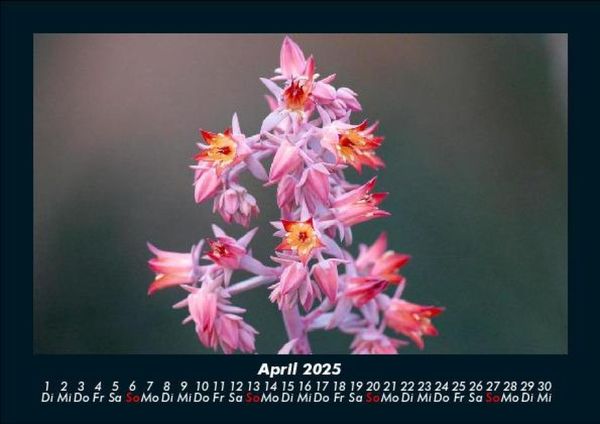 Produktbild: Blumenzauber 2025 Fotokalender DIN A5