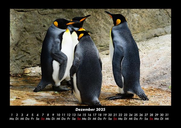 Produktbild: Pinguine & Eisb&auml;ren 2025 Fotokalender DIN A3