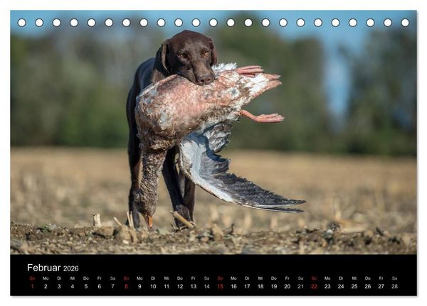Produktbild: Jagdhunde bei der Arbeit (Tischkalender 2026 DIN A5 quer), CALVENDO Monatskalender