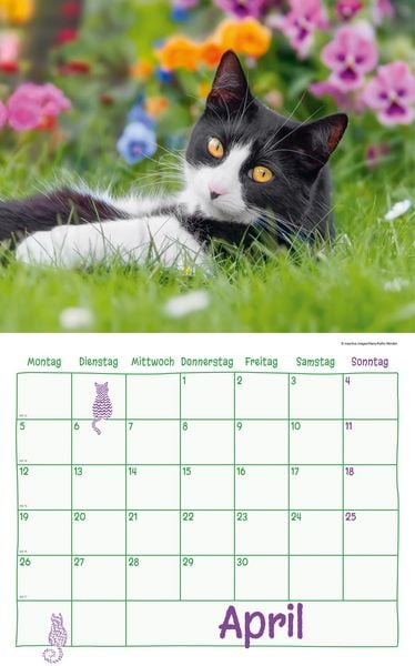 Produktbild: Katzen Kalenderpaket 2027