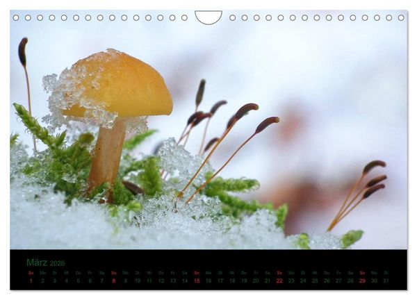 Produktbild: Im Reich der Pilze (Wandkalender 2026 DIN A4 quer), CALVENDO Monatskalender