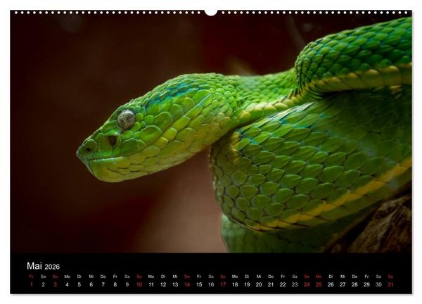 Produktbild: Costa Rica. Faszinierende Tierwelt (hochwertiger Premium Wandkalender 2026 DIN A2 quer), Kunstdruck in Hochglanz