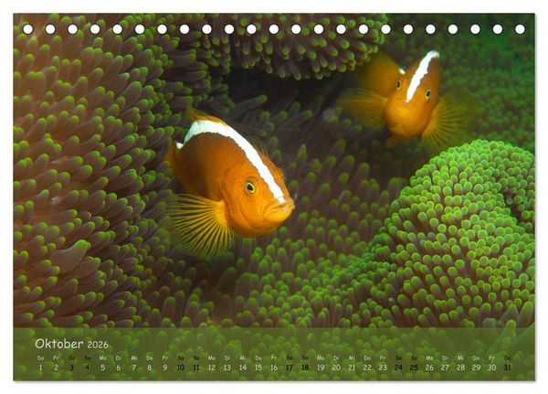 Produktbild: Anemonenfische - Streitbare Gesellen (Tischkalender 2026 DIN A5 quer), CALVENDO Monatskalender