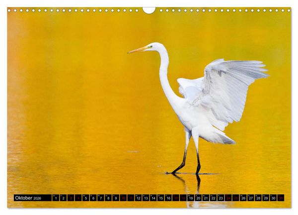 Produktbild: Eleganz in Wei&szlig; - Der Silberreiher (Wandkalender 2026 DIN A3 quer), CALVENDO Monatskalender