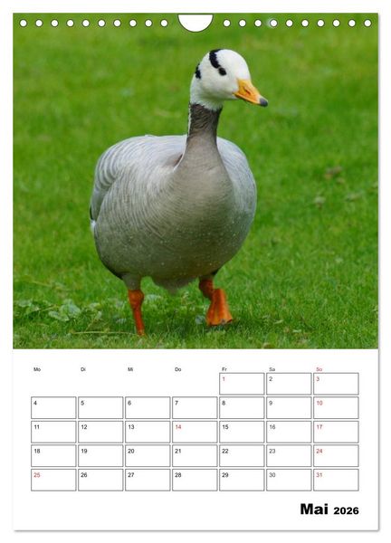 Produktbild: Gl&uuml;ckliche G&auml;nse (Wandkalender 2026 DIN A4 hoch), CALVENDO Monatskalender