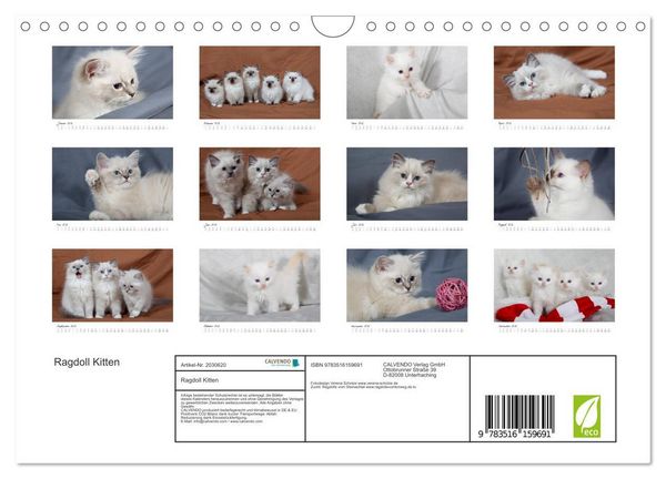 Produktbild: Ragdoll Kitten (Wandkalender 2026 DIN A4 quer), CALVENDO Monatskalender